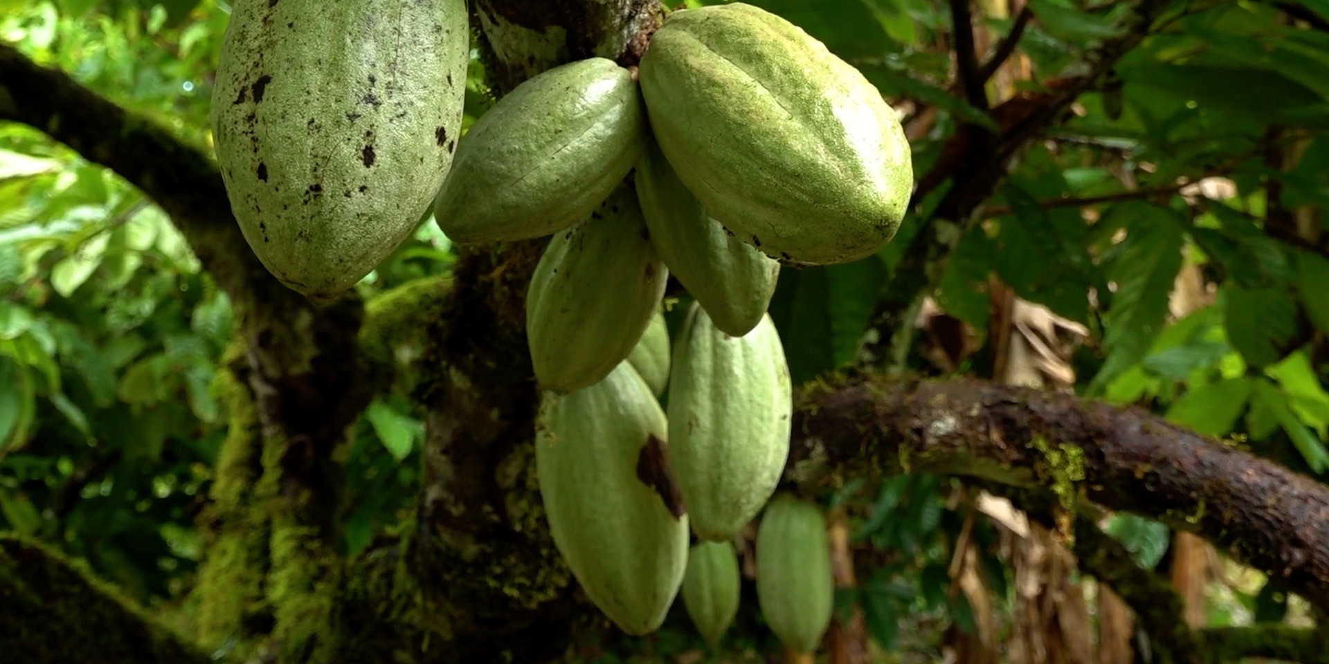 Cocoa beans